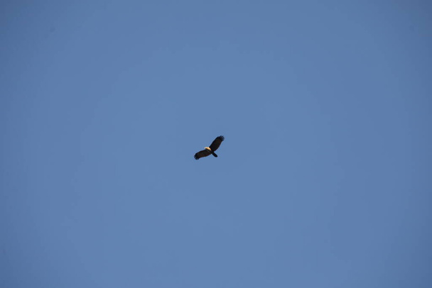 Águila pájaro en el cielo - Foto, imagen