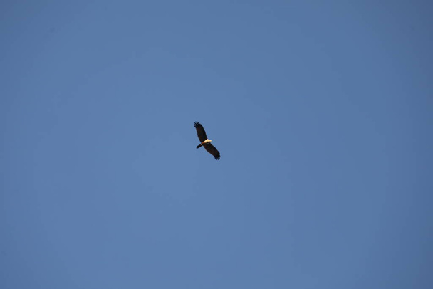 Águila pájaro en el cielo - Foto, imagen