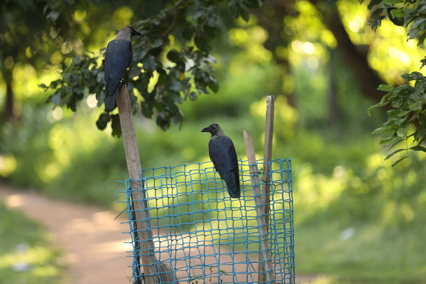 closeup of a Indian Bird Crow - Fotografie, Obrázek
