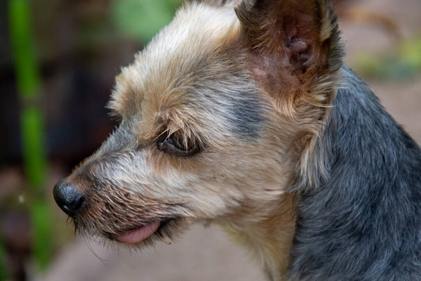 Retrato de un perro pequeño con la lengua sobresaliendo - Foto, Imagen