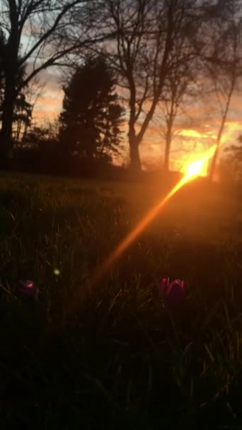 gyönyörű mező virággal naplementekor - Felvétel, videó
