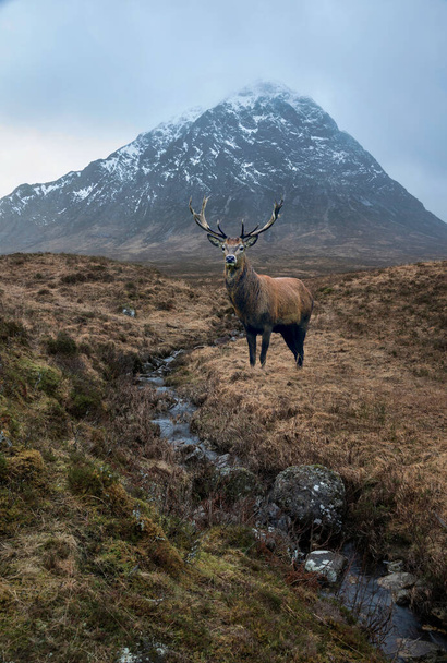 Immagine composita di cervo rosso nel bellissimo paesaggio Ritratto invernale di Stob Dearg Buachaille Etive Mor montagna e vetta innevata nelle Highlands scozzesi - Foto, immagini