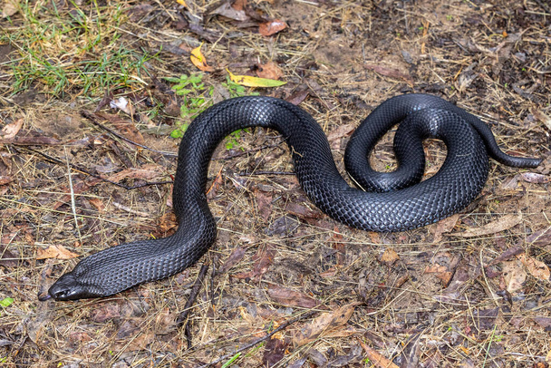 Австралийская синебрюхая Черная Змея мерцает своим языком - Фото, изображение