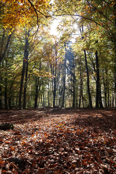 Осенний пейзаж с опавшими листьями и высокими деревьями в Омановаце, Хорватия - Фото, изображение