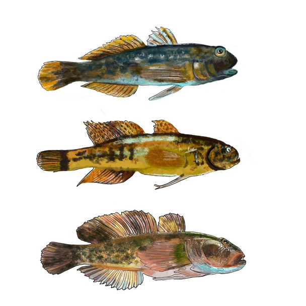 Set of isolated fishes. Graphic design. Goby fish. - Photo, Image
