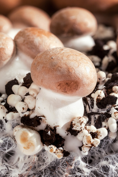 mushroom - Фото, изображение