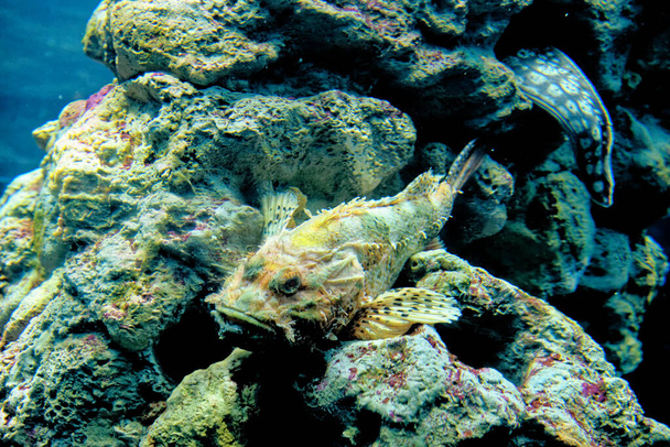 Scorpaena scrofa, scorpionfish rouge, scorpionfish à grande échelle, scorpion à grande échelle ou rascasse est une espèce marine de poissons à nageoires rayées de la famille des Scorpaenidae.. - Photo, image