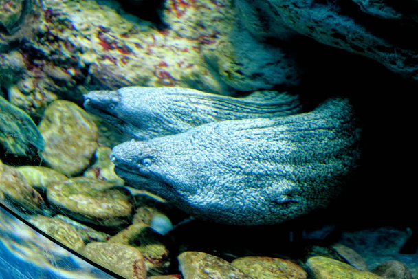 Die Mittelmeermuräne ist ein Fisch aus der Familie der Muränen. Sein Biss kann für Menschen gefährlich sein. - Foto, Bild