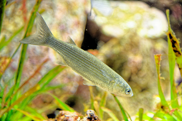 La triglia saltatrice (Chelon saliens) è una specie di pesci della famiglia Mugilidae. Si trova nelle acque costiere e negli estuari dell'Atlantico nord-orientale - Foto, immagini