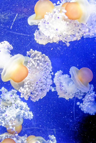 Cotylorhiza tuberculata - species of jellyfish, of the phylum Cnidaria, also known as the Mediterranean jellyfish, Mediterranean jelly or fried egg jellyfish. It is commonly found in the Mediterranean Sea, Aegean Sea, and Adriatic Sea. - Photo, Image