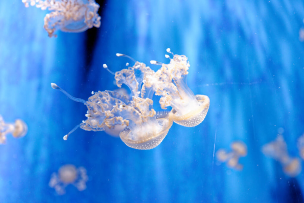 Phyllorhiza punctata - вид медуз, відомий як плаваючий дзвін, австралійські плямисті медузи, коричневі медузи або білі медузи. Поширений у західній частині Тихого океану від Австралії до Японії, але широко представлений в інших місцях. - Фото, зображення
