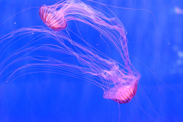 Chrysaora pacifica, powszechnie nazywana japońską pokrzywą morską, jest meduzą z rodziny pelagiidae. Ten powszechny gatunek pochodzi z północno-zachodniego Oceanu Spokojnego, w tym z Japonii i Korei.. - Zdjęcie, obraz