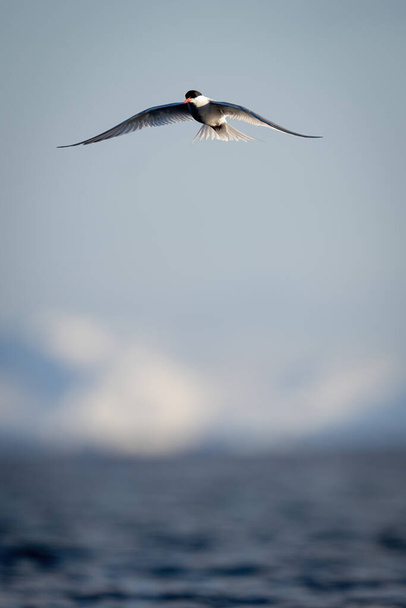 Antarctic tern gliding over water in sunshine - Photo, Image