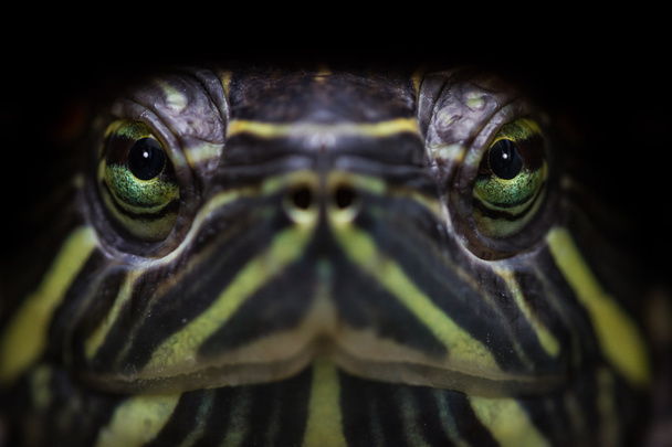 turtle close up  - Zdjęcie, obraz