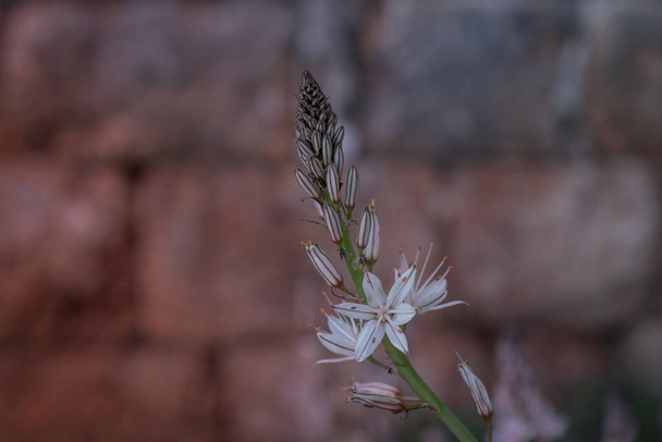 Flor de asfodelus ramosus (asfodel ramificado) - Foto, Imagem