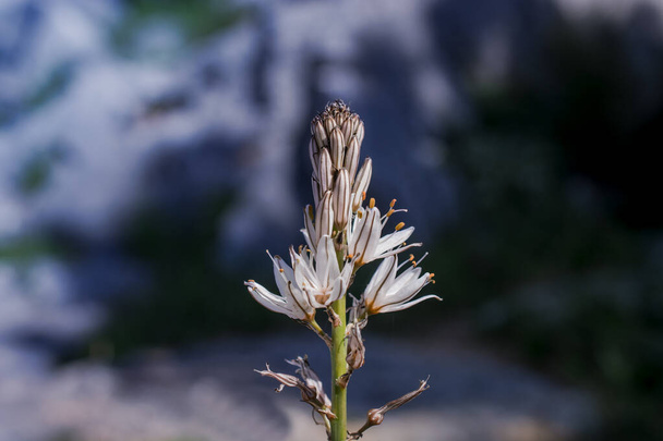 Asphodelus ramosus (branched asphodel) flower - Photo, Image