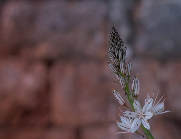 Asphodel ramosus (розгалужена асфальтова) квітка
 - Фото, зображення
