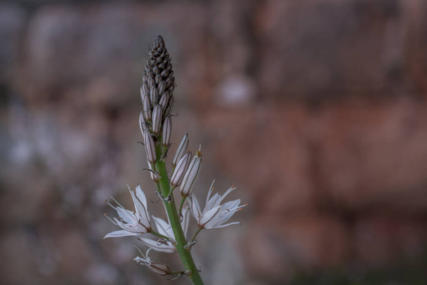 Asphodelus ramosus (haarautunut asfodel) kukka - Valokuva, kuva