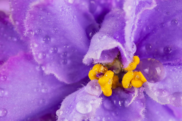 Floraison Saintpaulias avec des gouttes, communément connu sous le nom de violette africaine. Mini plante en pot. Un fond sombre. Concentration sélective. - Photo, image