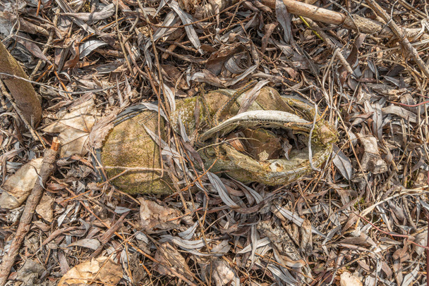 Abandonado botas velhas cobertas na floresta. - Foto, Imagem