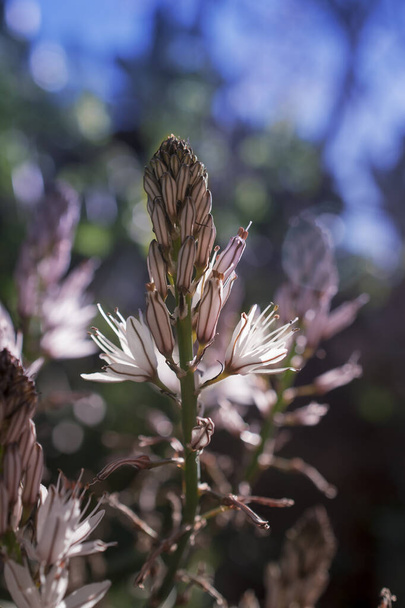 Flor de Asphodelus ramosus (asphodel ramificado) - Foto, Imagen