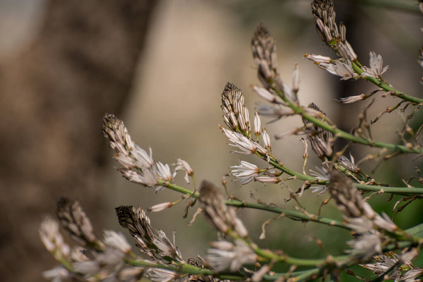 Asphodelus ramosus (haarautunut asfodel) kukka - Valokuva, kuva