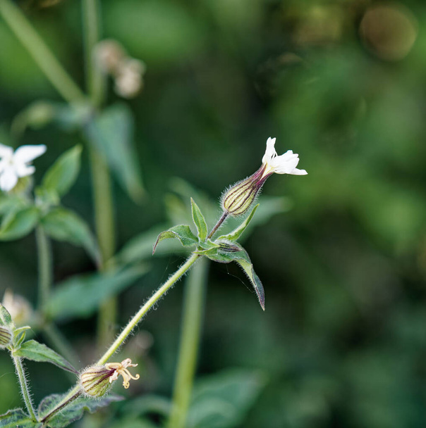Macro of Melandrium album (or Silene latifolia) flower  - Photo, Image