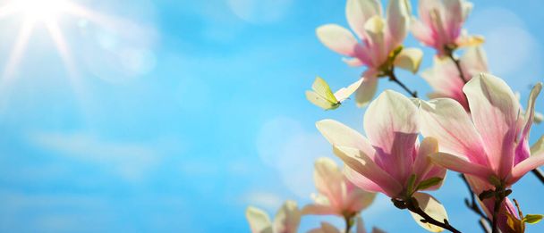 Sztuka wiosna krajobraz natura tło; Bluming kwiat przed błękitnym słońcem niebo;  - Zdjęcie, obraz