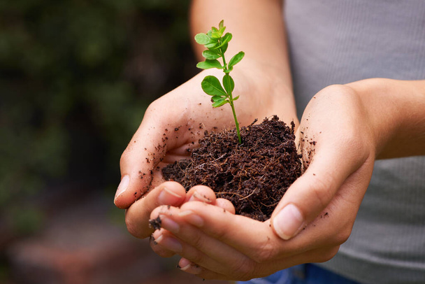 Nurturing the balance of nature. Cropped shot of a young womans hands holding a seedling. - Foto, Imagen