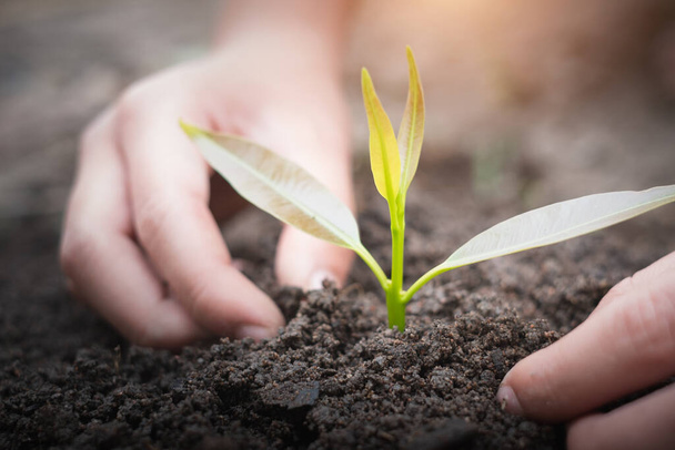 Les deux mains plantent et s'occupent des semis pour être des arbres forts. Le concept de Journée mondiale de l'environnement, prendre soin des semis pour cultiver, sauver le monde, planter des arbres pour réduire le réchauffement climatique. - Photo, image