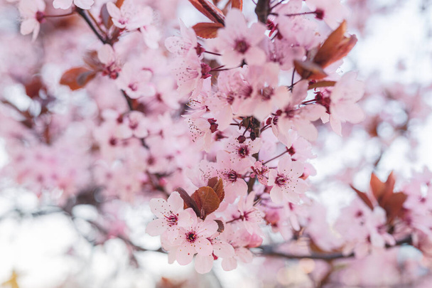 Sakura Blüten rosa weich verschwommenen Fokus. Blühender Apfelbaum, frühlingshafter Hintergrund, Zartheit natürlicher Öko-Kosmetik - Foto, Bild