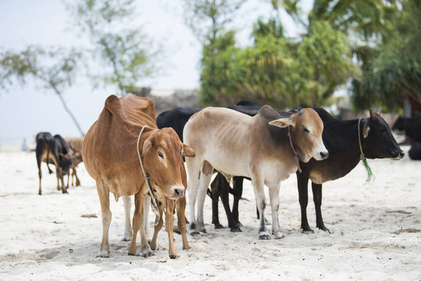 Zanzibar Şehri, Tanzanya-Ocak 02.2019: Yerel çiftliklerden inekler Zanzibar Adası sahillerinde özgürce dolaşıyorlar. - Fotoğraf, Görsel