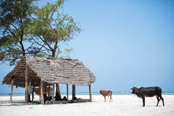 Zanzibar City, Tansania-tammikuu 02,2019: Paikallisten maatilojen lehmät vaeltavat vapaasti Sansibarin saaren rannoilla. - Valokuva, kuva