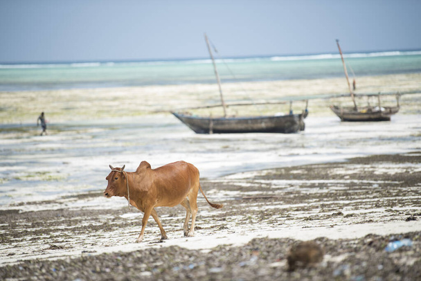 Zanzibar Şehri, Tanzanya-Ocak 02.2019: Yerel çiftliklerden inekler Zanzibar Adası sahillerinde özgürce dolaşıyorlar. - Fotoğraf, Görsel