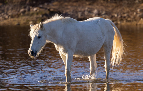 アリゾナ砂漠の塩川で美しい野生の馬 - 写真・画像