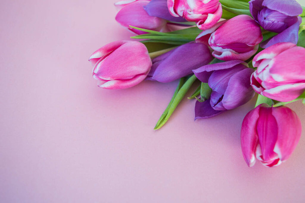 rosa und violette Tulpen auf zartrosa Grund mit Platz für Text-Hintergrund Frühling - Foto, Bild
