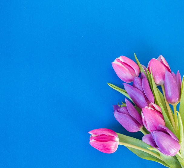 pink and violet tulips on blue ground with space for text background - Foto, Bild