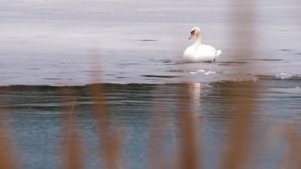Witte zwaan op het ijs bij het meer. Selectieve focus - Video