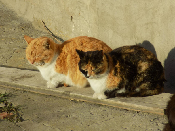  El gato del gato, o el gato del gato (latín Felis silvestris catus), así como su pariente, gato salvaje (bosque). - Foto, Imagen