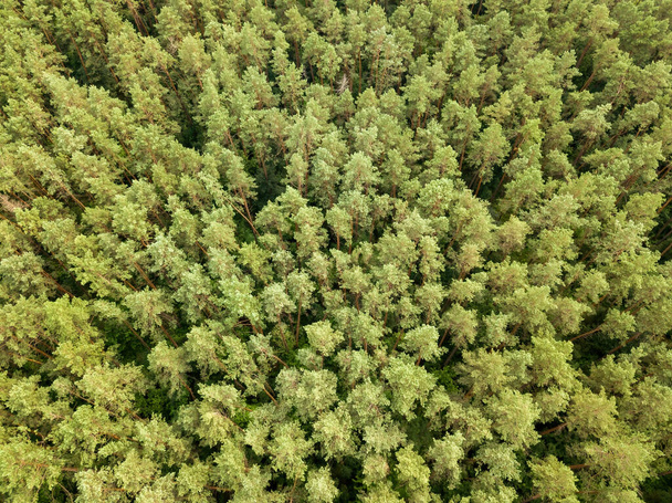 Foresta verde di conifere in estate. Vista aerea drone. - Foto, immagini