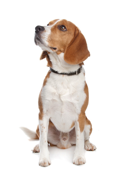 Beagle - Fotó, kép