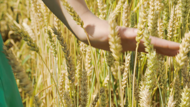 Žena dotyku zralé pšenice - Záběry, video