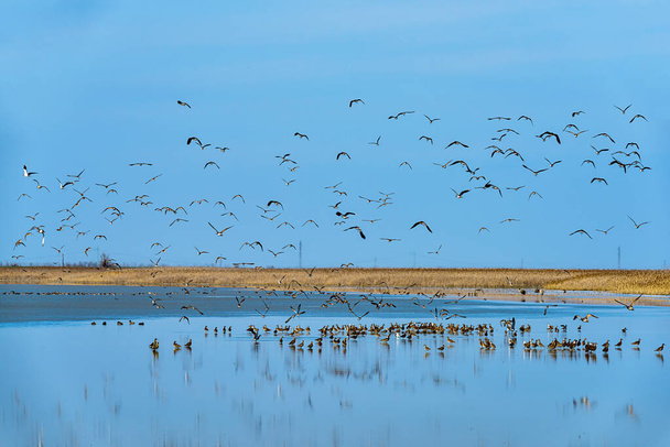 Grand lac salé Slano Kopovo dans le nord de la Serbie, vestiges de la mer Panonienne et habitat naturel pour de nombreuses espèces d'oiseaux. Réserve naturelle spéciale Slano Kopovo - Photo, image