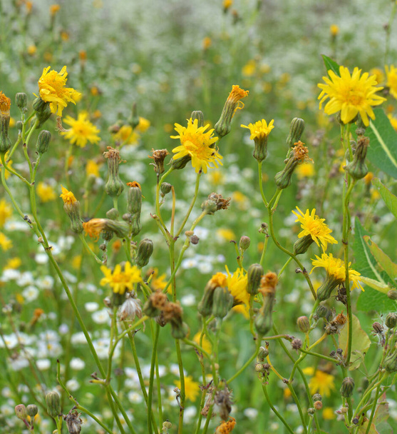 En la naturaleza, entre los cultivos crece el cardo de campo amarillo (Sonchus arvensis
). - Foto, Imagen