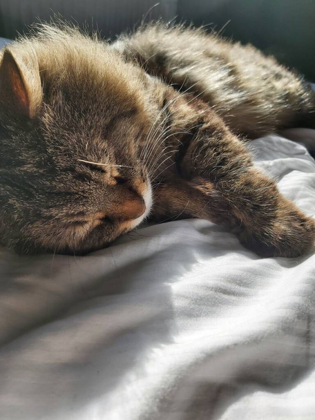 A large gray cat of the Eastern European breed basks in the sun lying on the bed - Fotografie, Obrázek