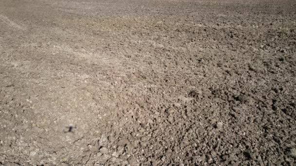 Una sombra de un dron vuela a través del campo. El tractor rastreado cultiva la tierra. Vista desde una altura. - Metraje, vídeo