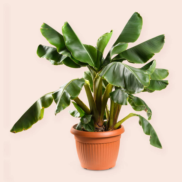 Musa acuminata banano pianta con foglie verdi che crescono in vaso di plastica contro sfondo beige in studio - Foto, immagini