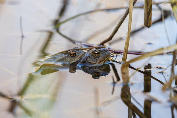 A large green frog in its natural habitat. Amphibian in water. Beautiful toad frog. - Photo, Image