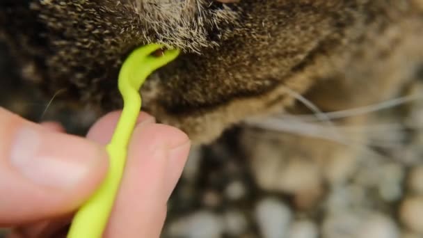 Tweezers for removing ticks.Removing a tick from a cat. Pets and parasites.Ticks in a cat. Ticks in animals.  - Footage, Video
