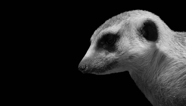 Meerkat noir et blanc visage sur fond noir - Photo, image